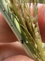 Anthocoridae