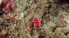 Okenia hiroi