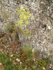 Peucedanum officinale