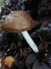Psathyrella piluliformis