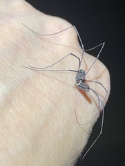 Forsteropsalis inconstans