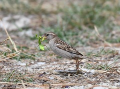 Passer domesticus