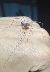 Forsteropsalis inconstans