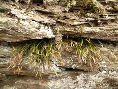 Asplenium septentrionale