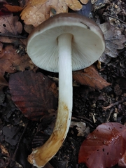 Psathyrella piluliformis