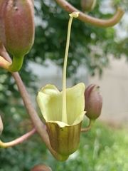 Kigelia