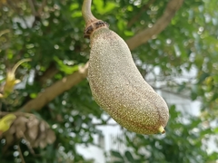Kigelia