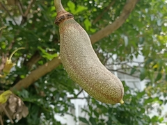 Kigelia