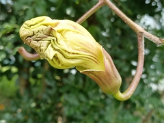 Kigelia