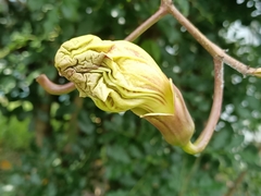 Kigelia