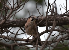 Garrulus glandarius