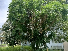 Kigelia