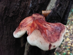 Fistulina hepatica