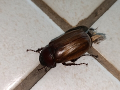 Amphitrichia constricta