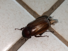 Amphitrichia constricta