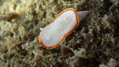 Diaphorodoris