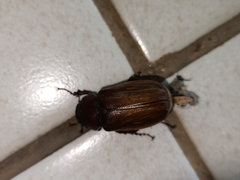 Amphitrichia constricta