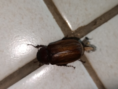 Amphitrichia constricta