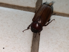 Amphitrichia constricta