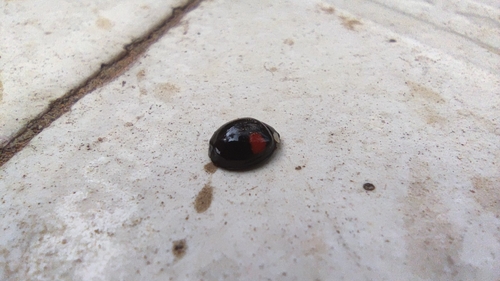 Asian Lady Beetle