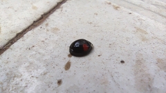 Harmonia axyridis