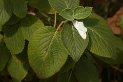 Scopula ornata