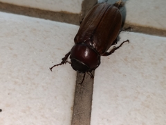 Amphitrichia constricta