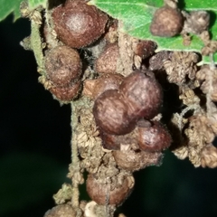 Andricus grossulariae