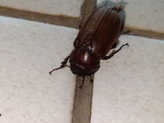 Amphitrichia constricta