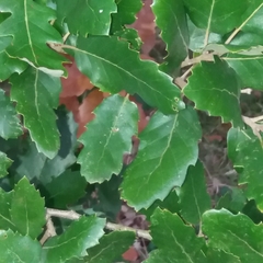 Andricus grossulariae