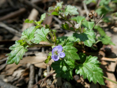Veronica plebeia