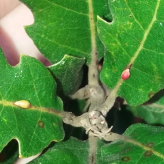 Pseudoneuroterus saliens