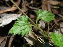 Veronica plebeia