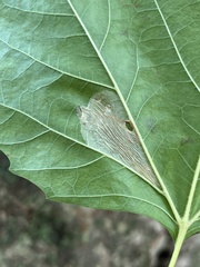 Phyllonorycter platani