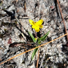 Moraea fugacissima