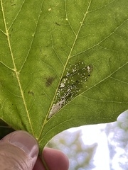 Phyllonorycter platani