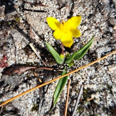 Moraea fugacissima