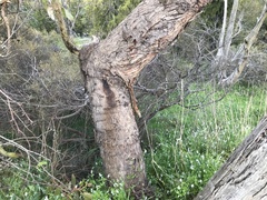 Eucalyptus baxteri