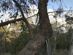 Eucalyptus baxteri