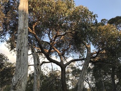 Eucalyptus baxteri