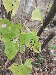 Parasenecio
