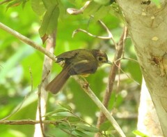 Tricholestes criniger