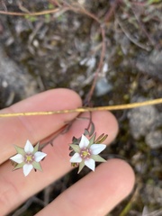 Boronia parviflora