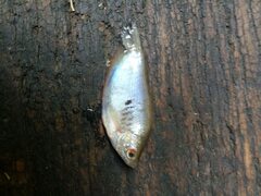 Trichopodus trichopterus