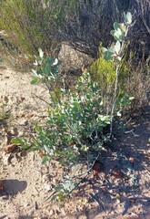 Protea glabra