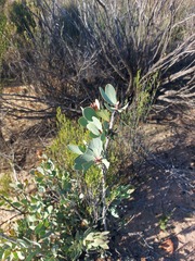 Protea glabra