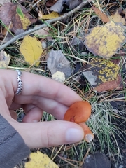Lactarius aurantiacus