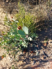 Protea glabra