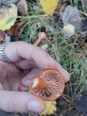 Lactarius aurantiacus