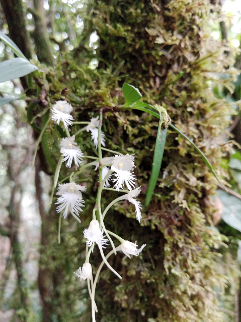 Rhipidoglossum polydactylum